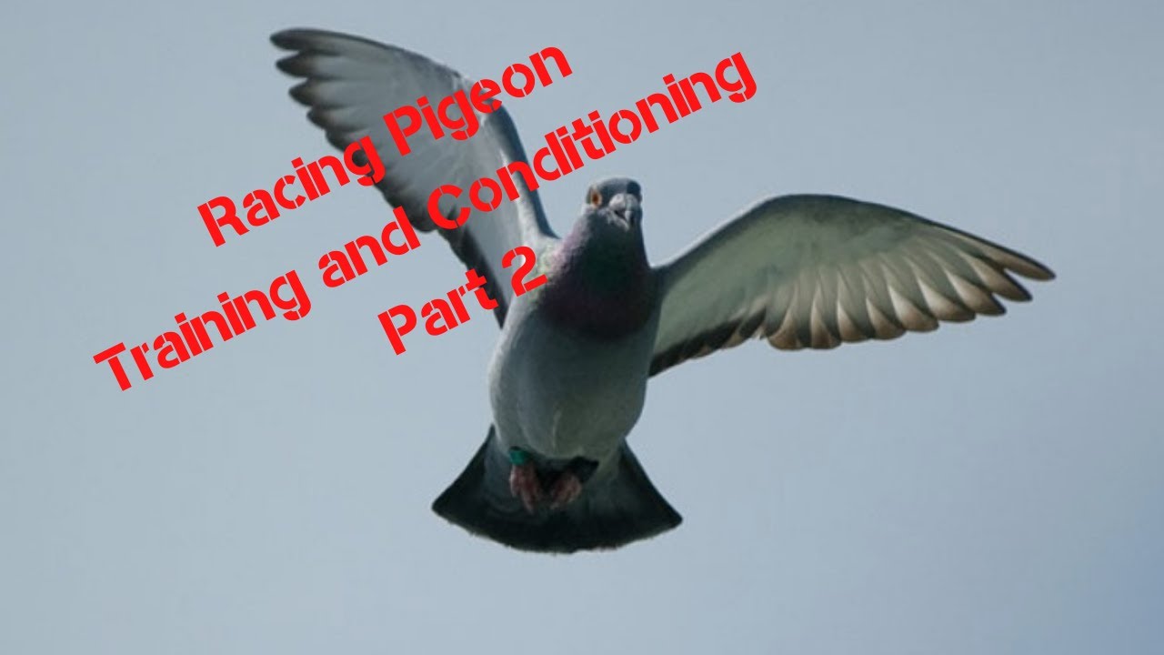 Racing Pigeon Training & Conditioning- Part 2