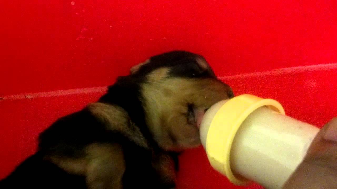 TOPbreed!!!!!!!ep:How to bottle feed a newborn puppy!!!!