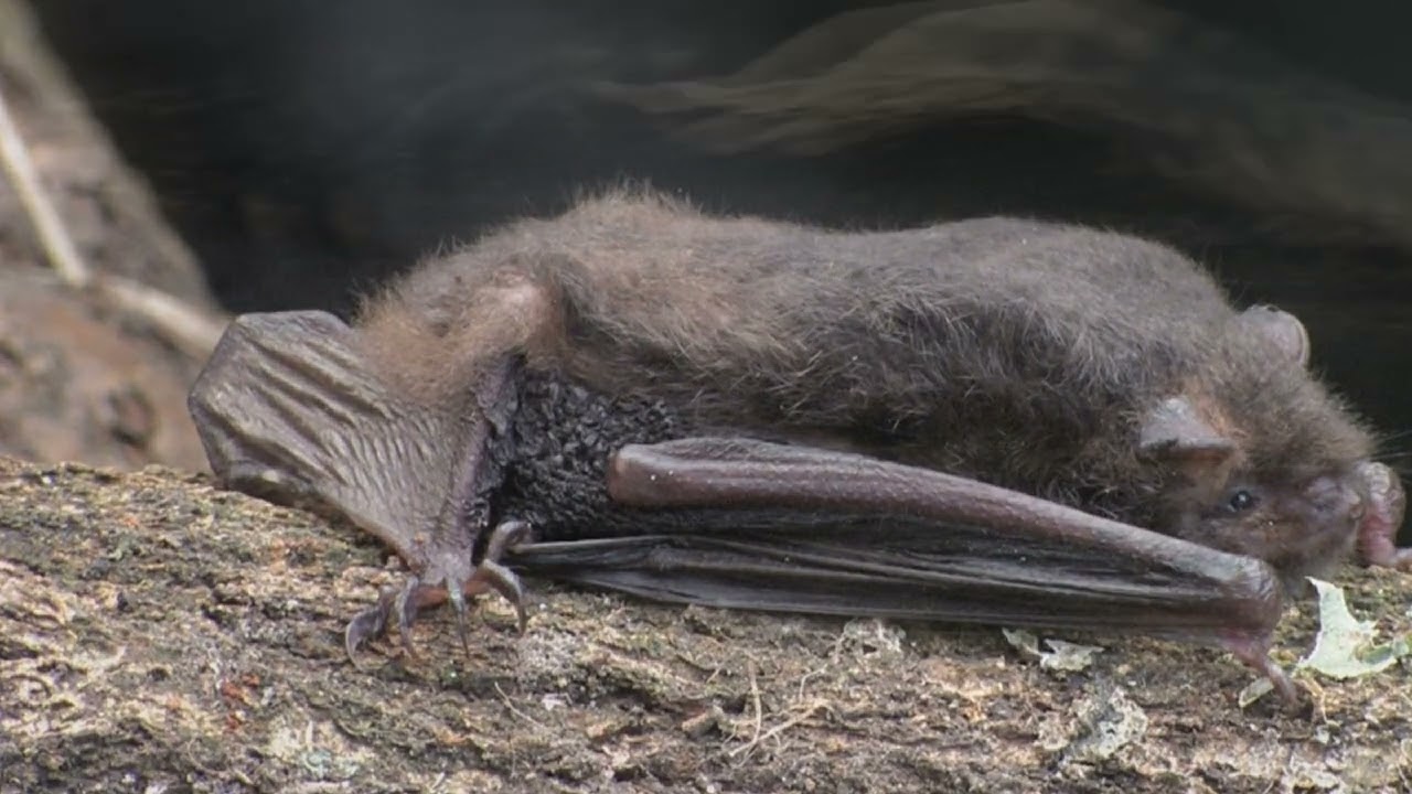 Daubenton's Bat