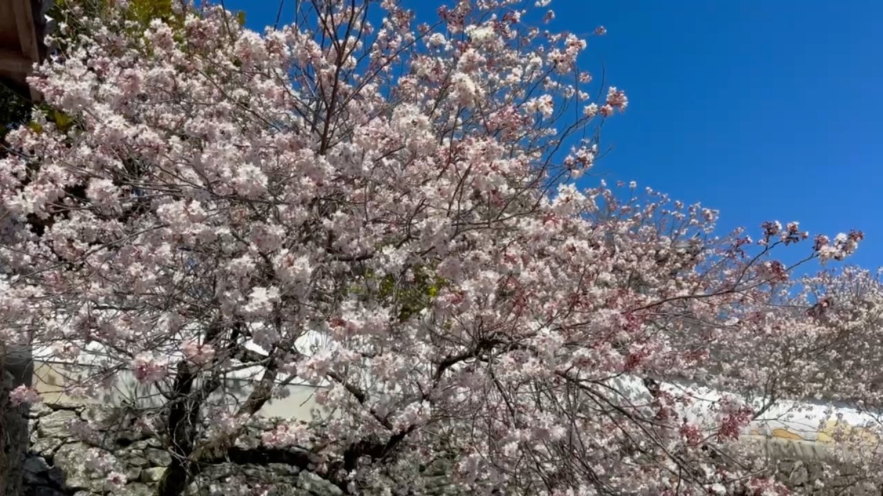 2026/03/11　春爛漫！　護国山高昌寺　その４　〜愛媛県内子町〜