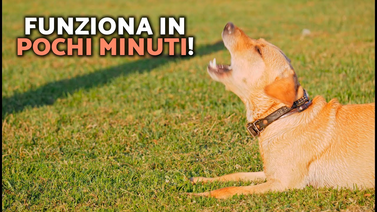 Come FERMARE IL CANE CHE ABBIA VELOCEMENTE in POCHI MINUTI 🐶📢💥 (CONSIGLI PER ADDESTRARE CANI!)
