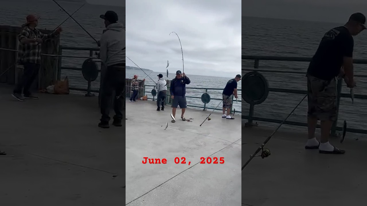⁠Mackerel pier fishing.           best one yet to come 2025 #pierfishing @redondobeachpier