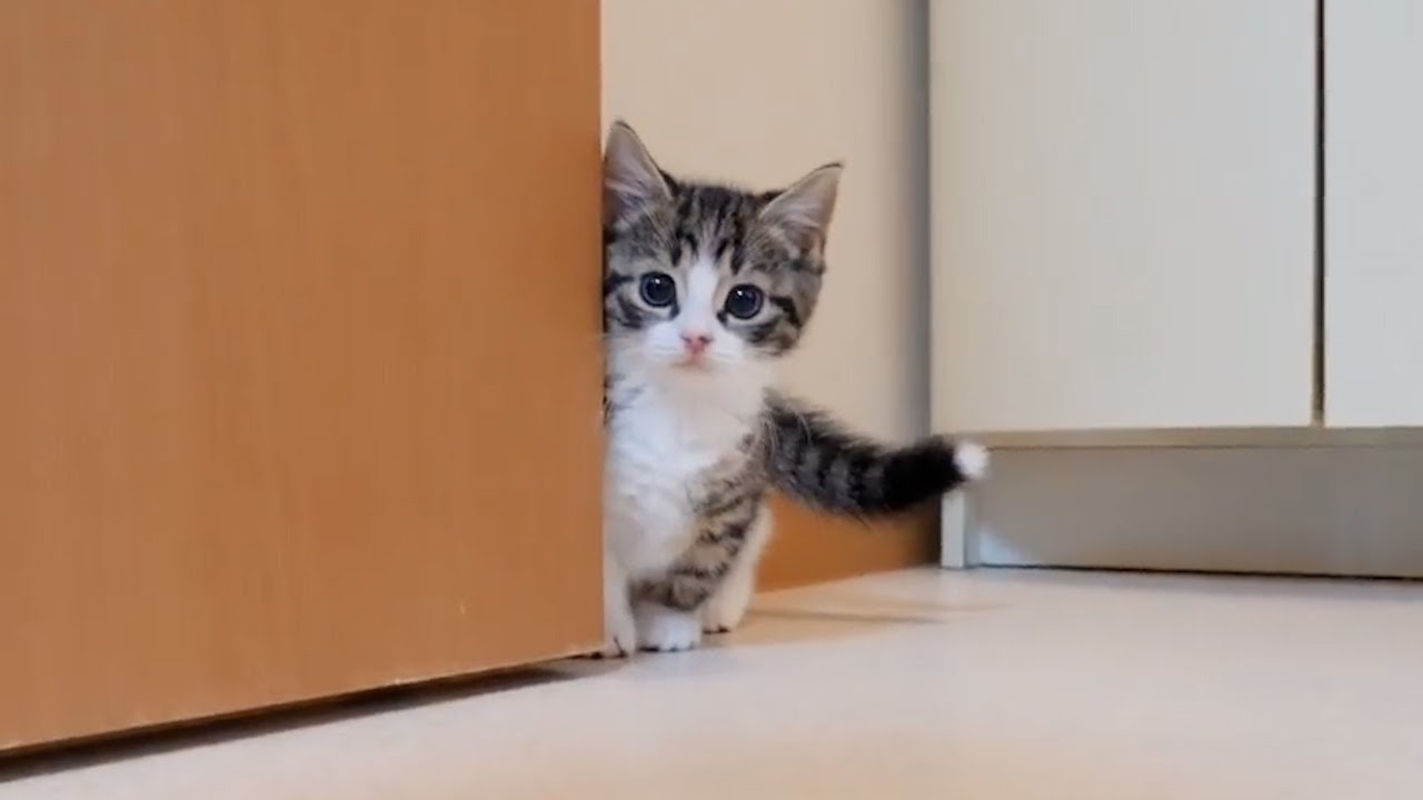 Looking back at kitten Coco exploring all the way down to the sink