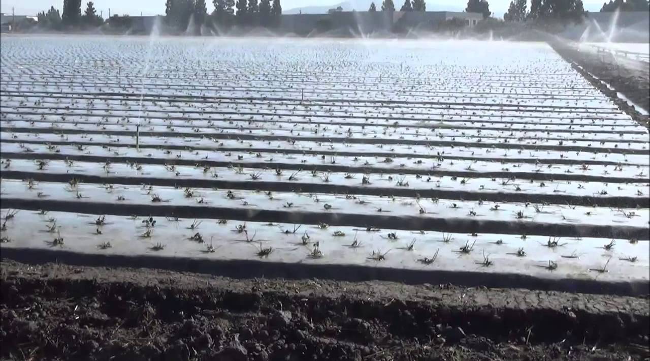 California Strawberry Production