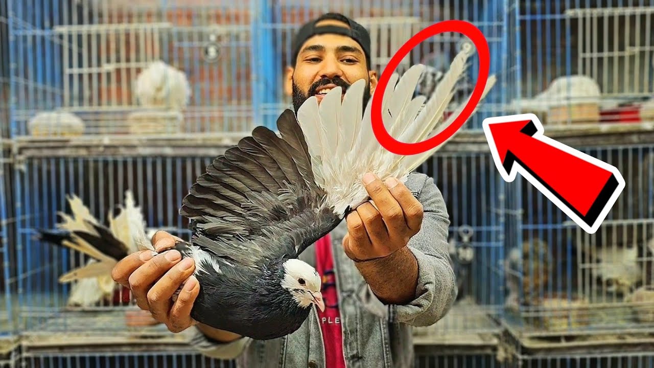 طريقة معرفة عمر الحمام 😯وطريقة عد الريش