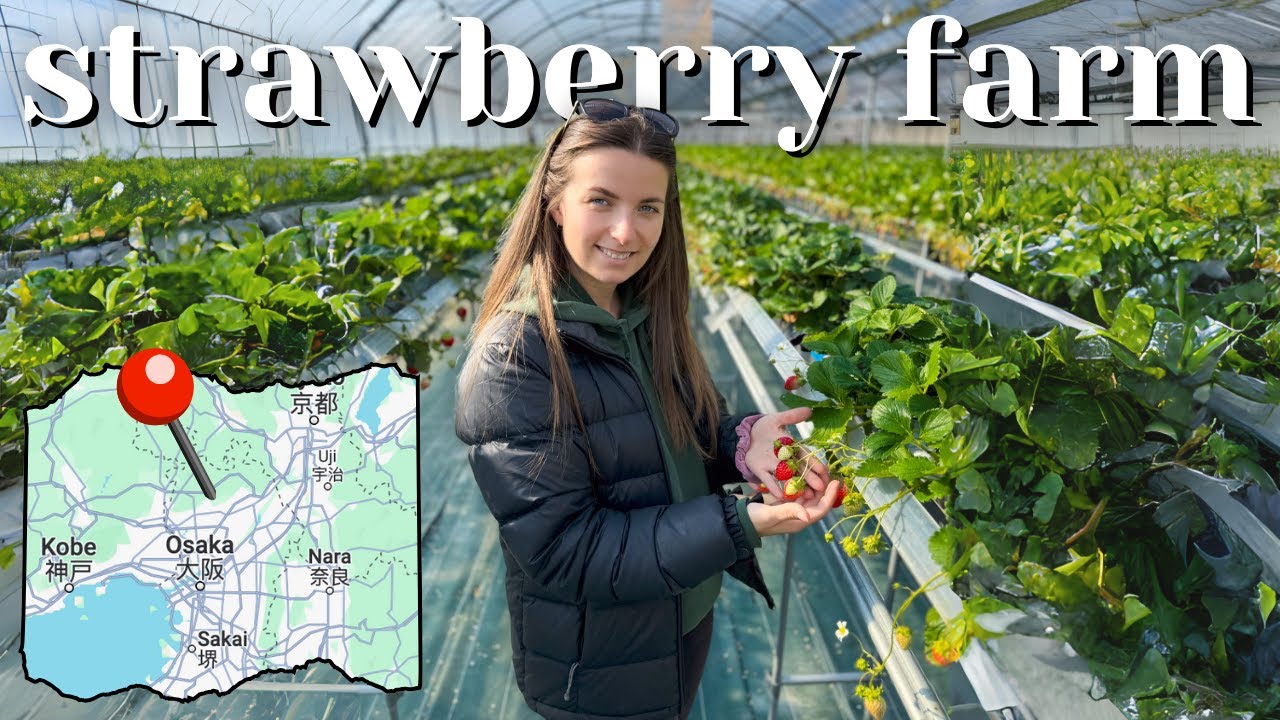 Strawberry Picking in Osaka at The Farm Universal [日本語字幕付き]