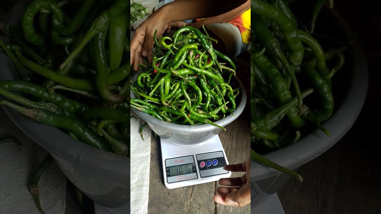 IBU PANEN CABE KRITING DAN TERONG LALAP