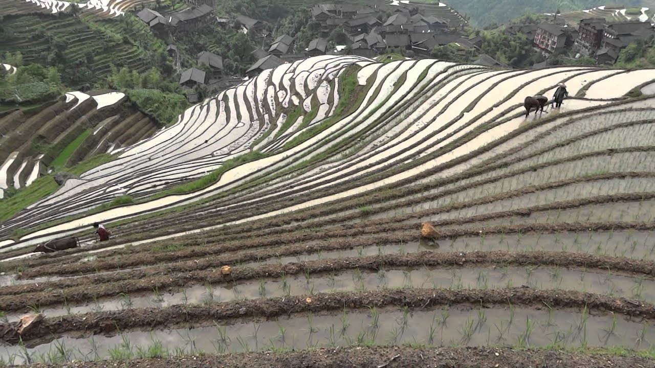 Longji Terraces, South West of China  #2...龙脊梯田，南中国西部＃2