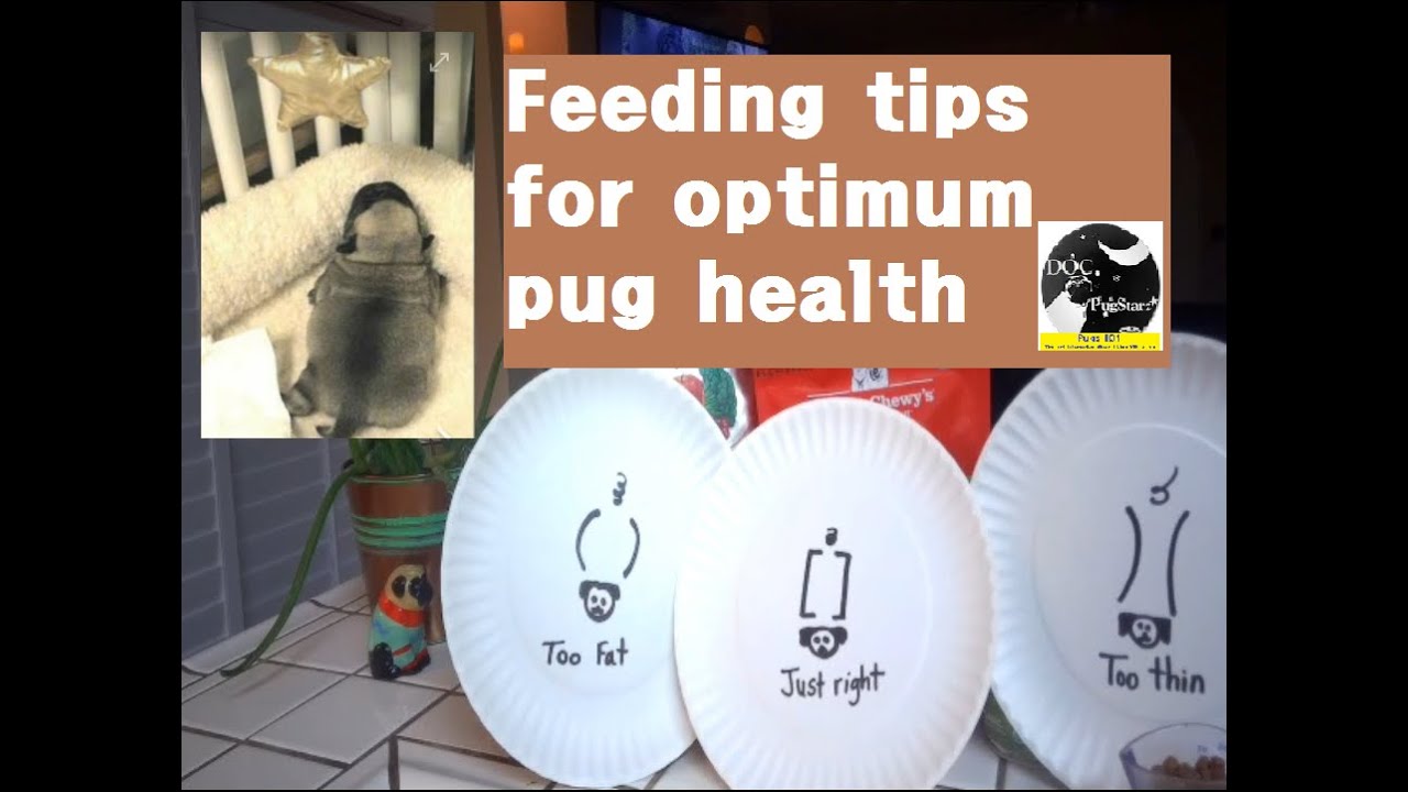 Pugs 101:  Pug Feeding Tips