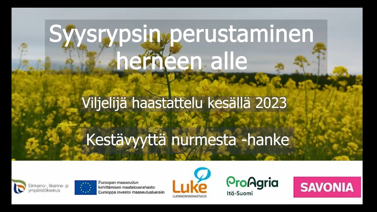 Syysrypsin perustaminen herneen alle