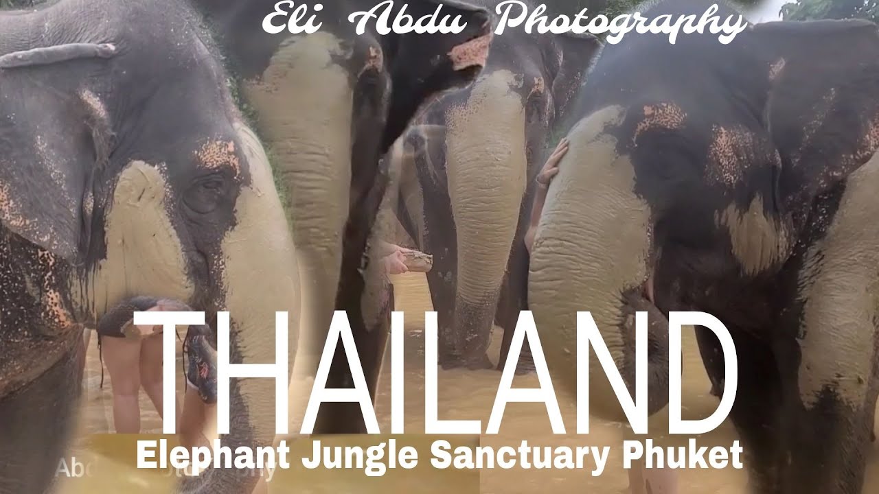 Elephant  Jungle  Sanctuary   Phuket  ♥♥♥🏝️🏝️  🏝️ 2024  חוות הפילים  בפוקט