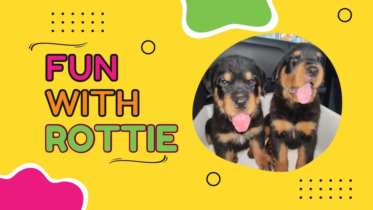 ROTTWEILER ALWAYS A BULLY