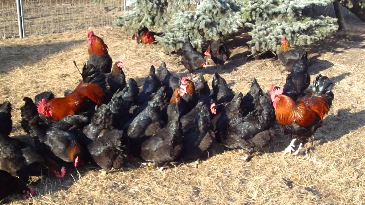 MARANS schwarz-kupfer www.1A-Ei.de