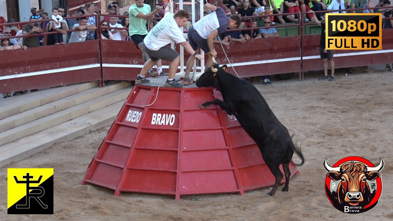 Almonacid de la Sierra. Vacas en Plaza | 11/09/2025 | Ganad. Raúl Izquierdo