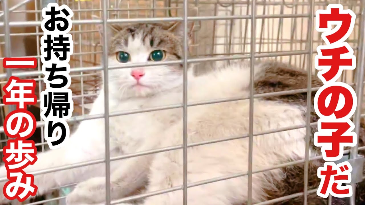 シャーシャー威嚇の元野良猫 保護から家猫へ 1年の歩み