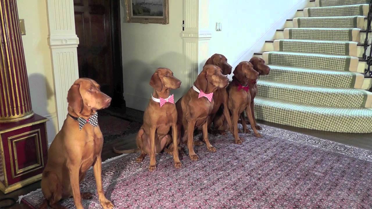 All Bachelors Are Dogs