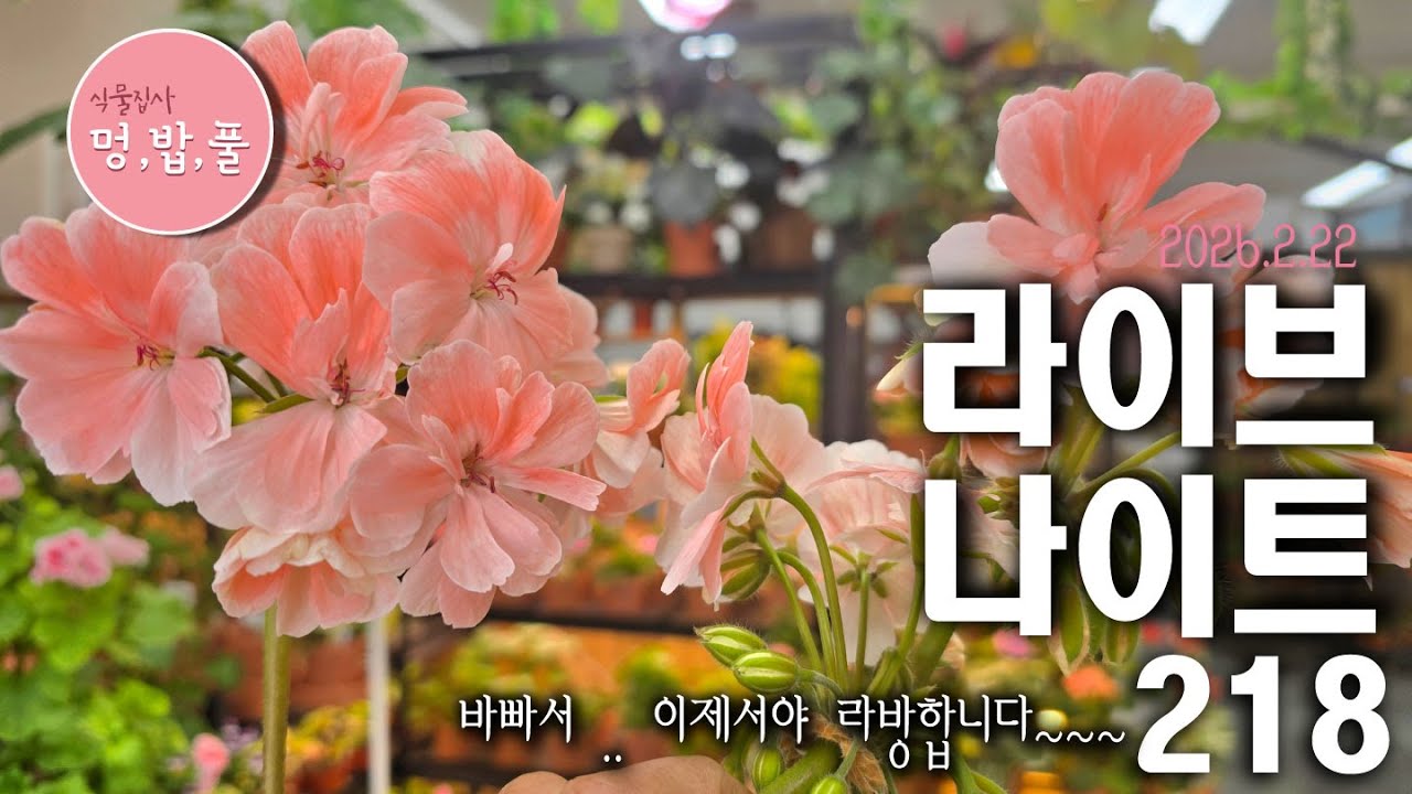 멍밥풀,라이브 나이트218.바빠서.. 이제야...라이브 합니다!!