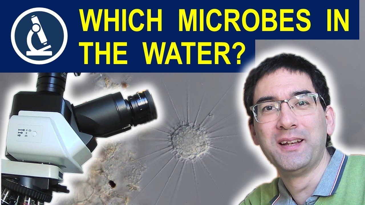Water microscopy: microbes you can find (maybe the longest water microscopy video on YouTube)  🔬 184