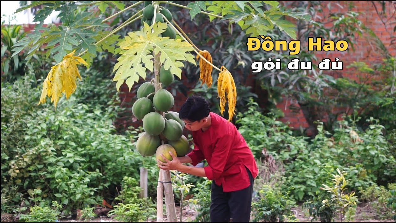 Hái quả đu đủ về làm gỏi hải sản, sao mà ngon quá trời luôn