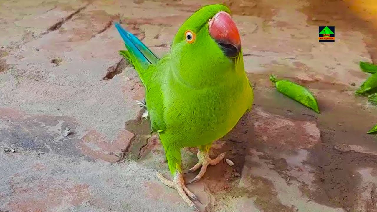 Mago Female Ringneck Talking Parrot Saying Mitthu In Urdu/Hindi Looking Super-Cute