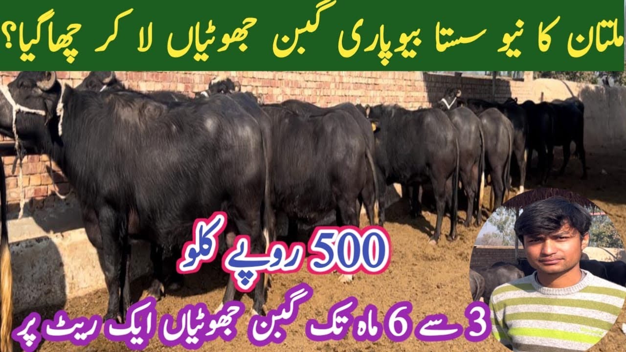 Big offers Pure Nali Ravi Gabbon Jhotian in Multan | Lowest Prices Pargnant Buffaloes |Dairy Farm