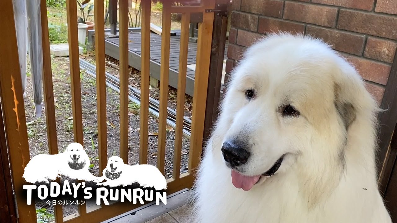 お散歩に置いていかれてシュンとするアランです　Great Pyrenees　グレートピレニーズ