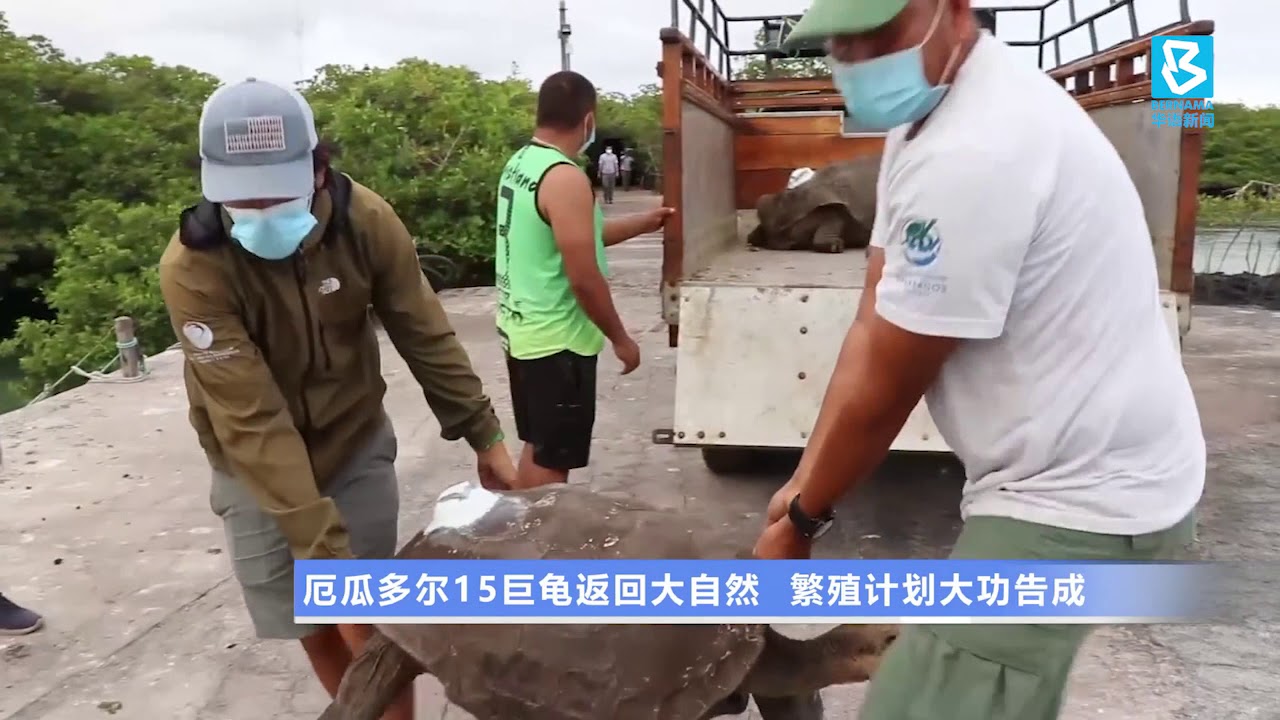 20200617 厄瓜多尔15巨龟返回大自然 繁殖计划大功告成