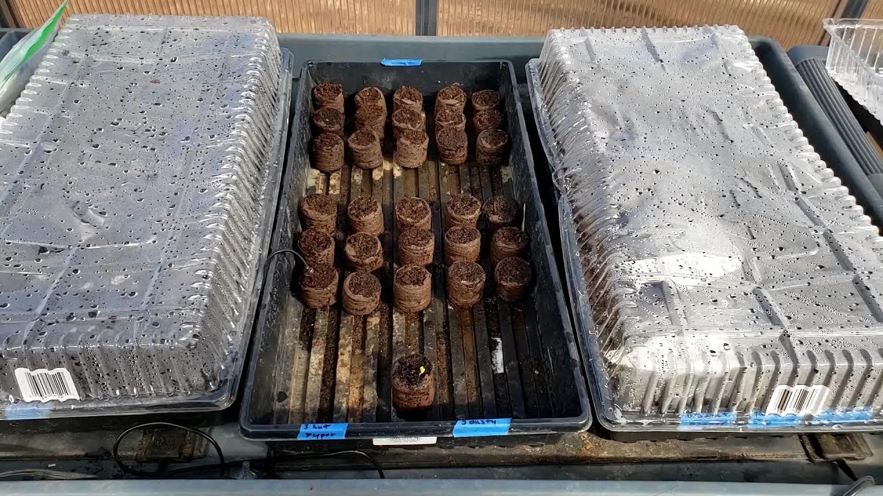 Learning How to Easily Grow Seeds Indoors with Seed Starter Peat Pellets