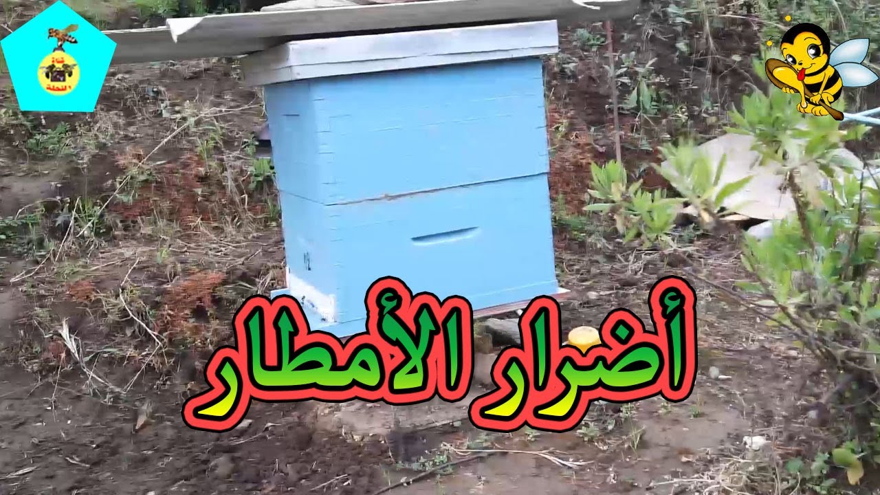هل عندما تتساقط الأمطار نغذي النحل لكي لا ينهار ؟