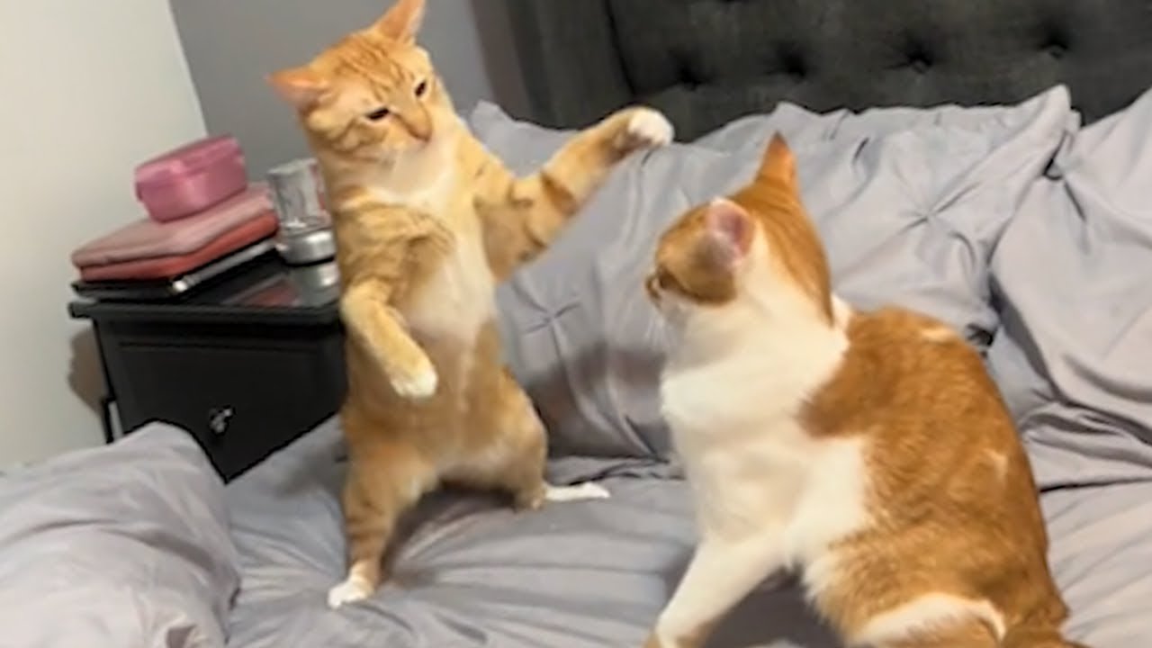 THE FUNNIEST, MOST ENJOYABLE DOG AND CAT VIDEOS OF ALL TIME 🤣. Don't try to stop laughing.😺😹😻