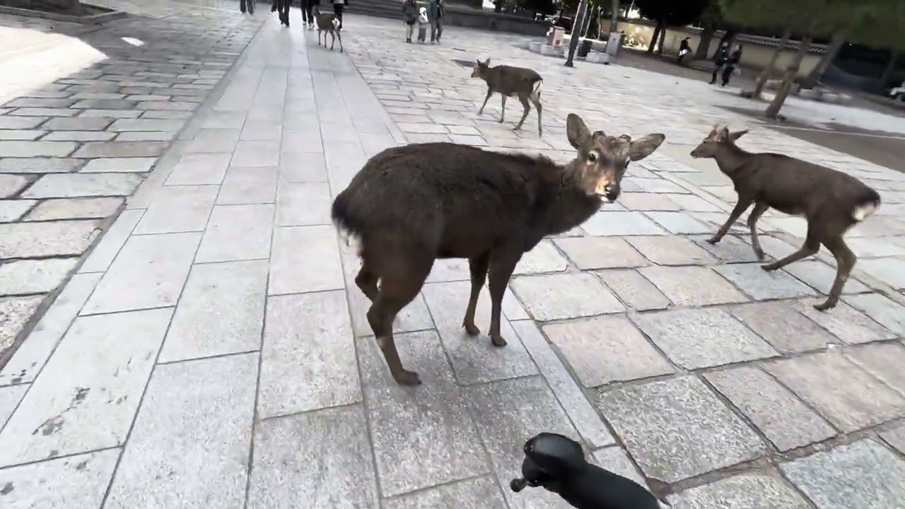 Nara 2026/01/11 - At Todai-ji with plenty of deer