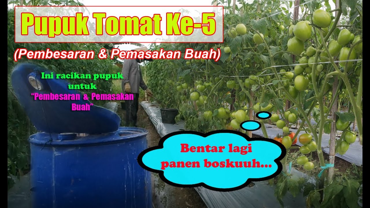 Pupuk Tomat (5) Masa Generatif  Agar Buah Besar dan Bobot (Umur 50 HST)