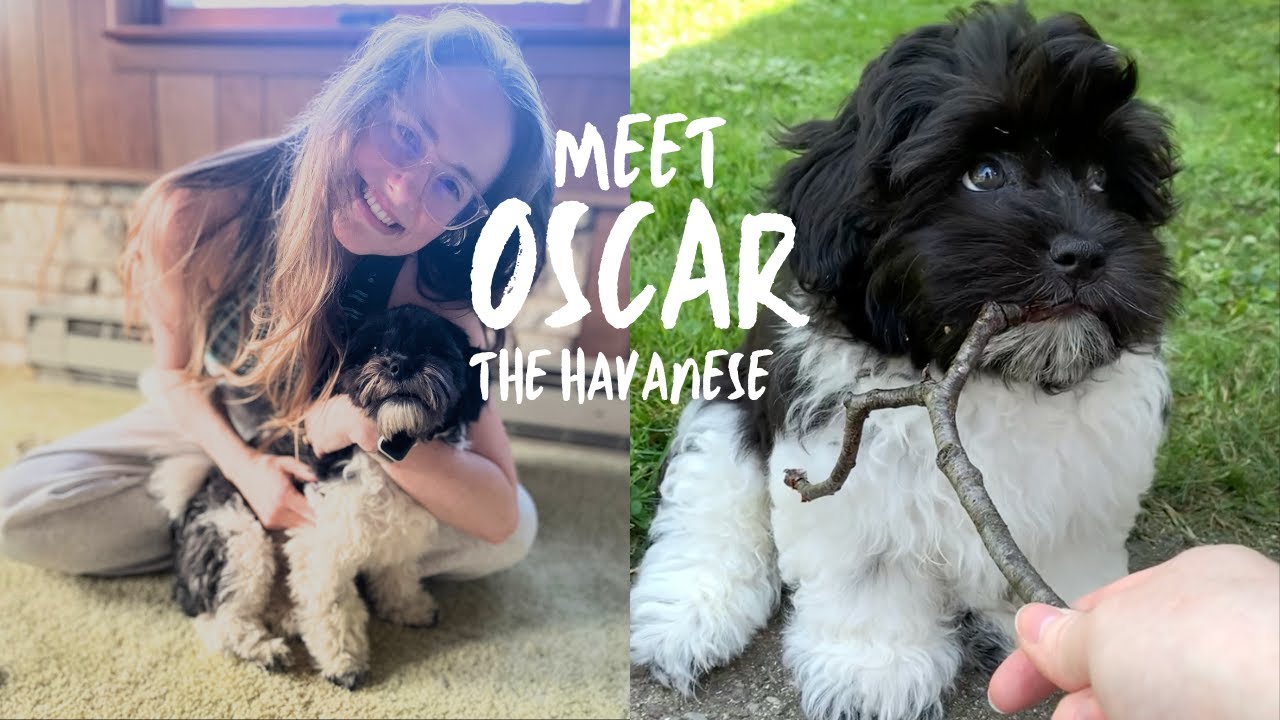 Meet Oscar the Havanese