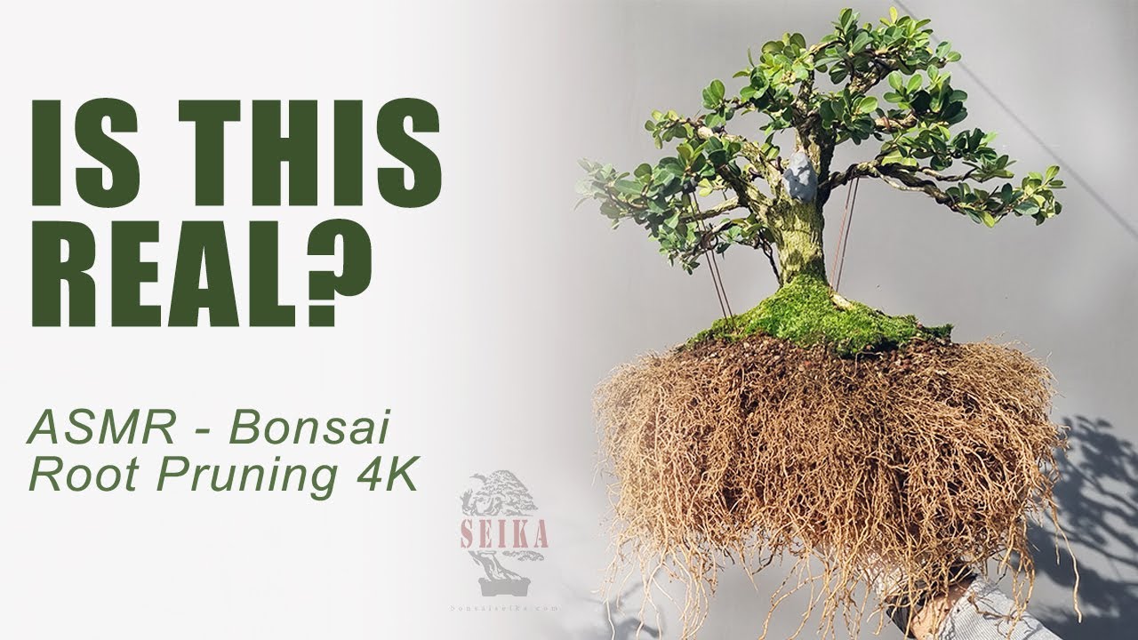 Bonsai Soil Cleaning Root Pruning ASMR 4K