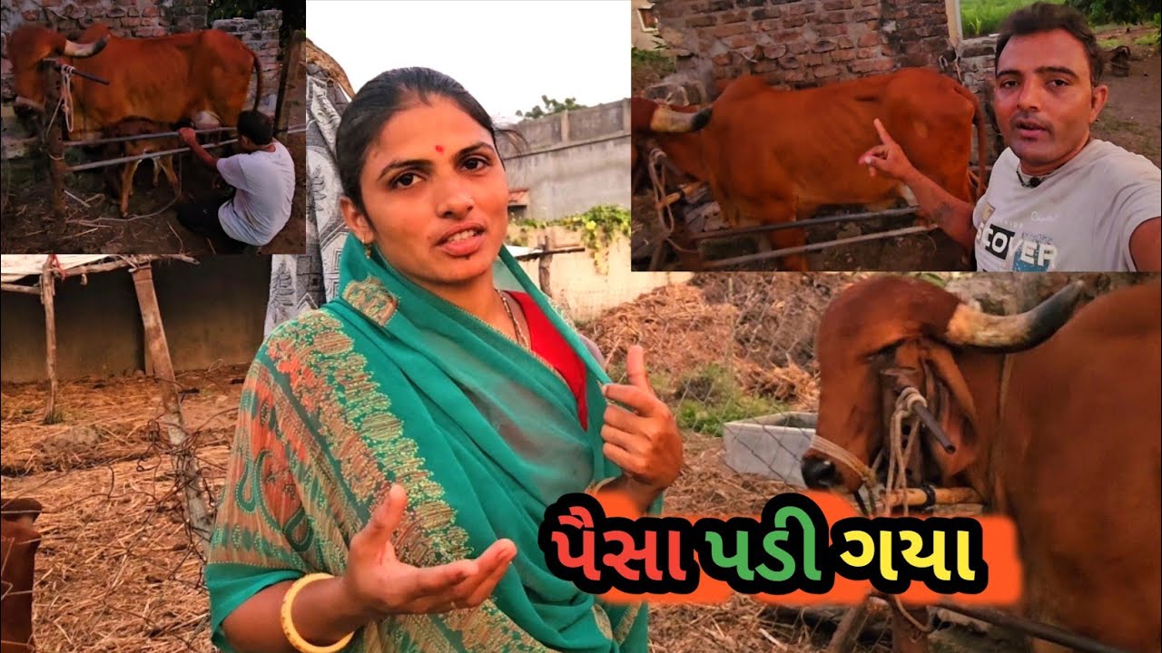 navi gay kem dudh apti nathi || નવી ગાય કેમ દૂધ આપતી નથી 