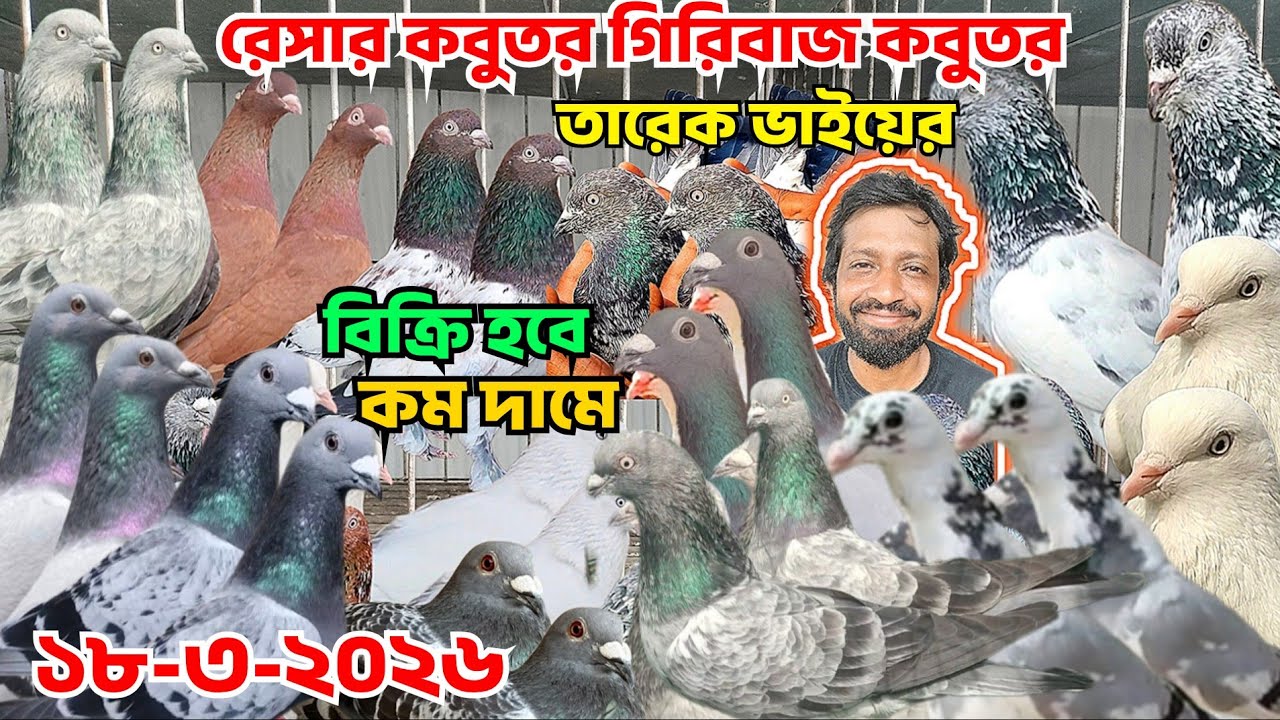তারেক ভাইয়ের রেসার কবুতর। গিরিবাজ কবুতর বিক্রি হবে। কম দামে রেসার কবুতর কিনুন।পাল্লা লাইনের গিরিবাজ