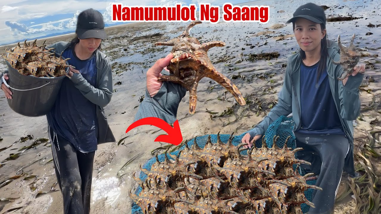 Namumulot Ng Spider Shells(Saang)Ganto Sila Kadami Sa Hunasan