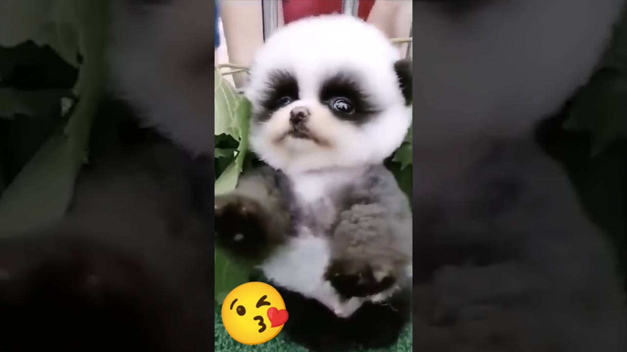 Funny animals 😻 #funnyvideo #cuteanimals #sweetpets