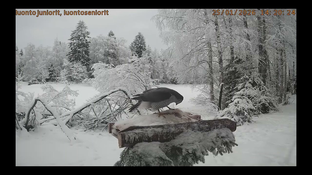 Jastrząb w zimowej scenerii/25.01.2026/Finlandia, Ostrobotnia Północna