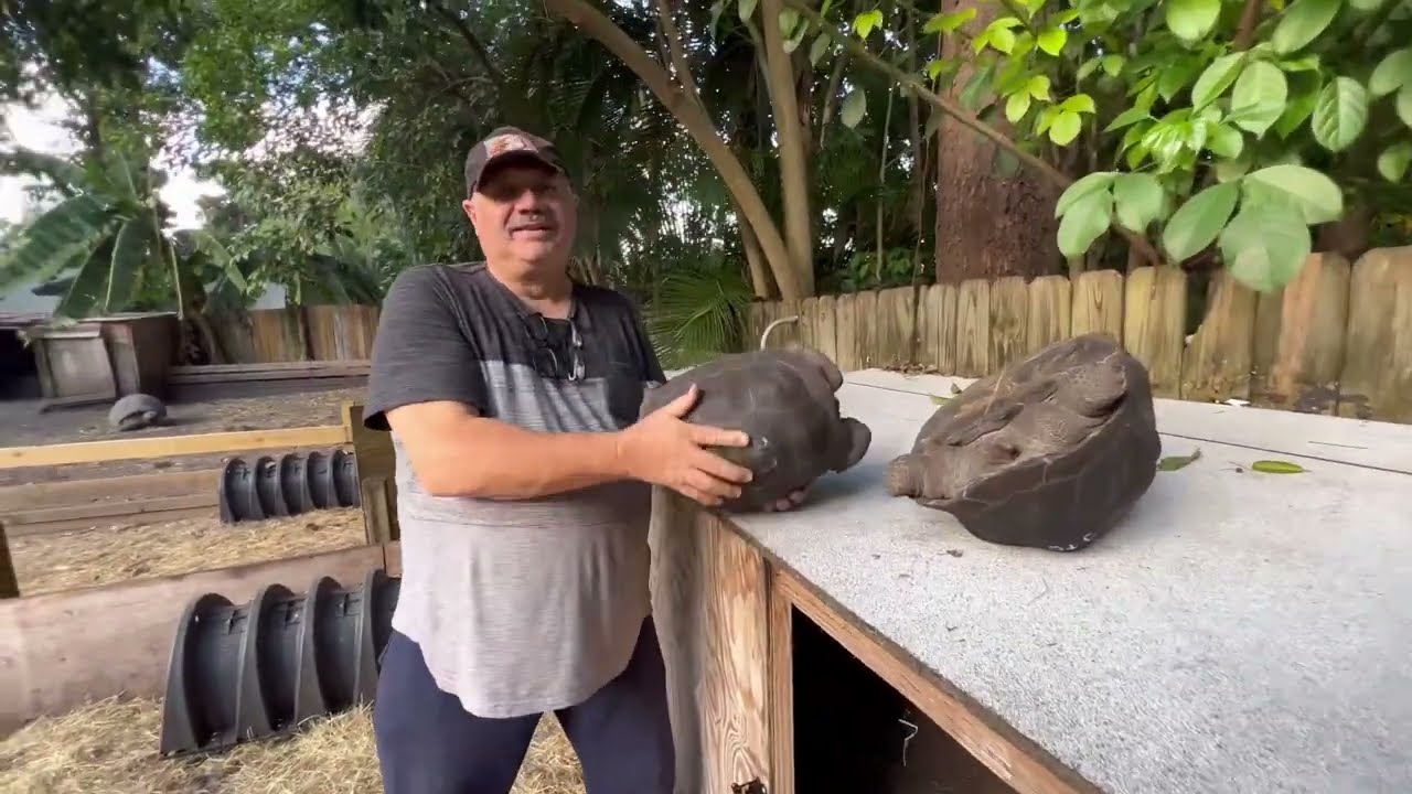 Updated video:  Large Aldabra Tortoise probable sexed pair J70 & ID#203  