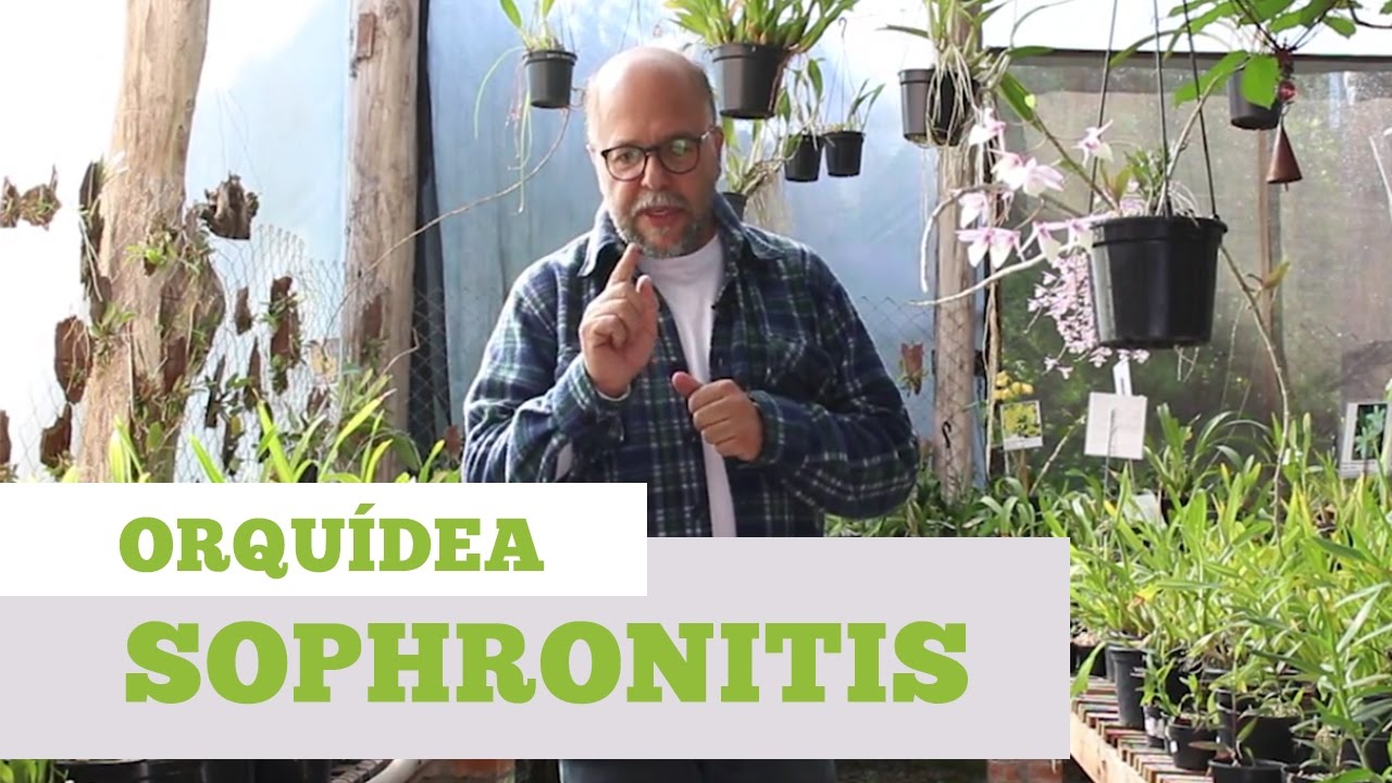 Como Cuidar de Orquidea Sophronitis
