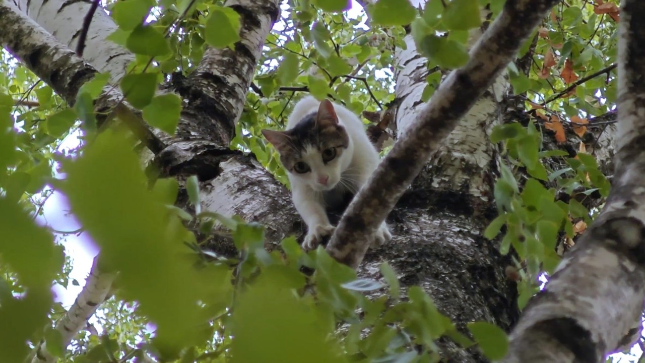 Cat Climbs Down Like a Ninja From the Tallest Tree!
