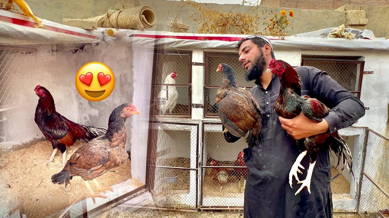 Aj 4 Lakhiya Ki Shadi Kr Di 😍