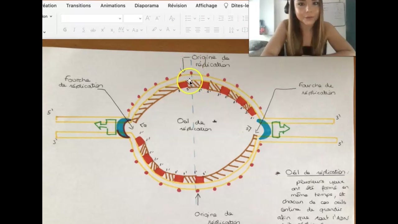 LA REPLICATION DE L'ADN (procaryote)
