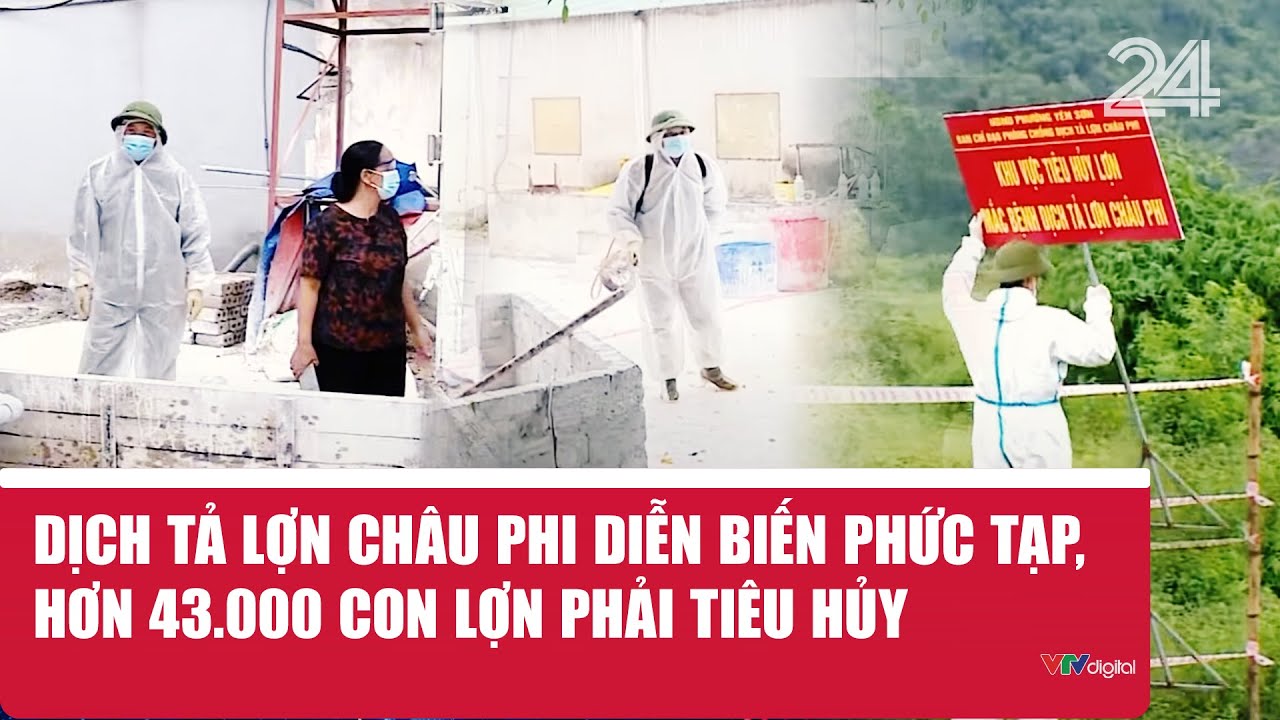 Dịch tả lợn châu Phi diễn biến phức tạp, hơn 43.000 con lợn phải tiêu hủy | VTV24