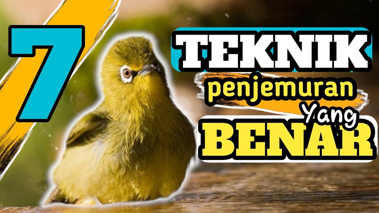 MISCONCEPT ‼️The Proper Way to Sunbathe a Pleci Bird || Benefits of Sunbathing a Pleci Bird