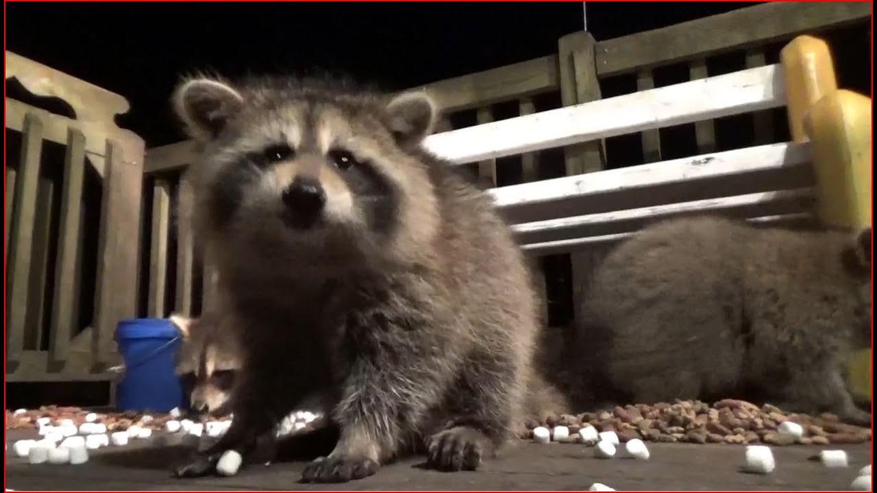 Seven Baby Raccoons on Tuesday Night