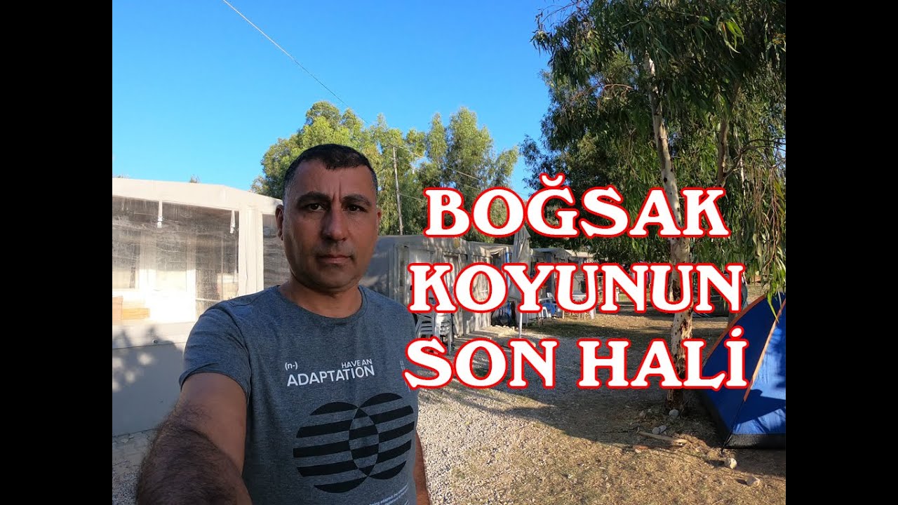 BOĞSAK KOYUNUN SON HALİ