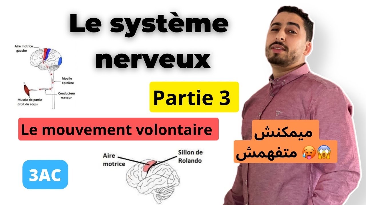 3AC : Le système nerveux | Partie 3 | Le mouvement volontaire 🔥✅ أبسط ما في الشرح