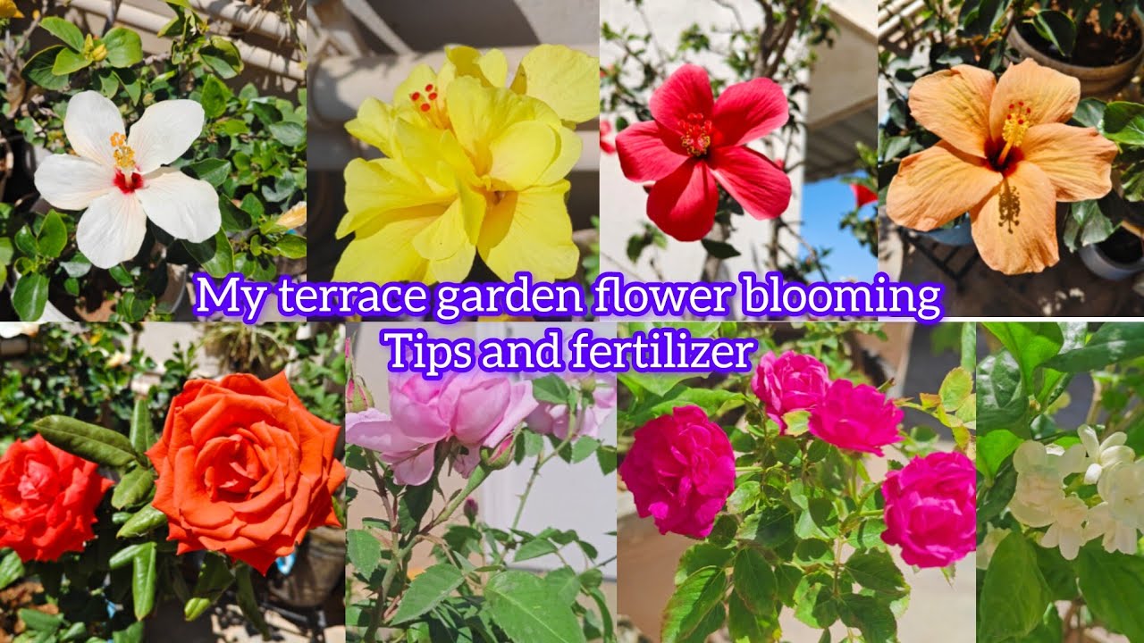 Jasmine rose and hibiscus flowers blooming tips in Telugu మల్లెలు గులాబీలు మందారాలు చెట్టు నిండా...